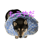 黒柴きびとよも（個別スタンプ：7）