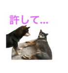 黒柴きびとよも（個別スタンプ：9）