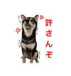 黒柴きびとよも（個別スタンプ：10）