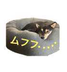 黒柴きびとよも（個別スタンプ：13）