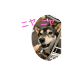黒柴きびとよも（個別スタンプ：14）