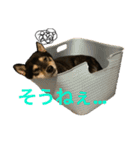 黒柴きびとよも（個別スタンプ：15）