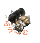 黒柴きびとよも（個別スタンプ：16）