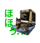 黒柴きびとよも（個別スタンプ：17）