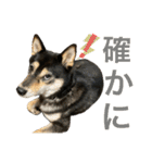 黒柴きびとよも（個別スタンプ：18）