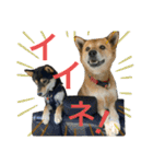 黒柴きびとよも（個別スタンプ：23）