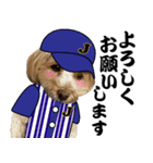 野球実況犬のマルちゃん(実写）（個別スタンプ：1）