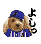 野球実況犬のマルちゃん(実写）（個別スタンプ：2）