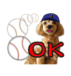 野球実況犬のマルちゃん(実写）（個別スタンプ：4）