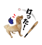野球実況犬のマルちゃん(実写）（個別スタンプ：5）