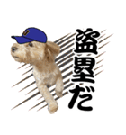 野球実況犬のマルちゃん(実写）（個別スタンプ：6）