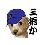 野球実況犬のマルちゃん(実写）（個別スタンプ：7）