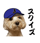 野球実況犬のマルちゃん(実写）（個別スタンプ：8）