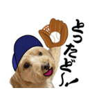 野球実況犬のマルちゃん(実写）（個別スタンプ：12）