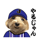 野球実況犬のマルちゃん(実写）（個別スタンプ：13）
