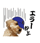 野球実況犬のマルちゃん(実写）（個別スタンプ：14）
