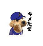 野球実況犬のマルちゃん(実写）（個別スタンプ：17）