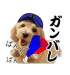 野球実況犬のマルちゃん(実写）（個別スタンプ：19）