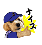 野球実況犬のマルちゃん(実写）（個別スタンプ：24）