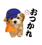 野球実況犬のマルちゃん(実写）（個別スタンプ：37）