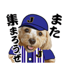 野球実況犬のマルちゃん(実写）（個別スタンプ：39）