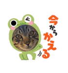 ぎんまるくんの日常①（個別スタンプ：14）