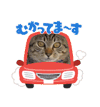 ぎんまるくんの日常①（個別スタンプ：15）