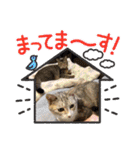 ぎんまるくんの日常①（個別スタンプ：16）