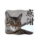 ぎんまるくんの日常①（個別スタンプ：22）