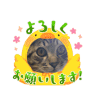 ぎんまるくんの日常①（個別スタンプ：24）