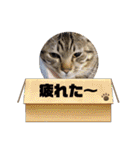 ぎんまるくんの日常①（個別スタンプ：28）