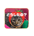 ぎんまるくんの日常①（個別スタンプ：30）