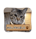 ぎんまるくんの日常①（個別スタンプ：31）