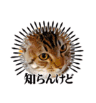 ぎんまるくんの日常①（個別スタンプ：32）