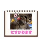 ぎんまるくんの日常①（個別スタンプ：34）