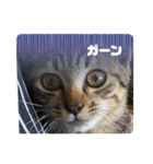 ぎんまるくんの日常①（個別スタンプ：37）