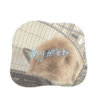 兎のモカちゃん（個別スタンプ：2）