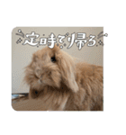 兎のモカちゃん（個別スタンプ：11）