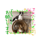 猫のマンチカンスタンプ（個別スタンプ：2）