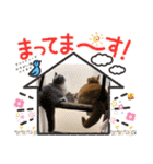 猫のマンチカンスタンプ（個別スタンプ：3）