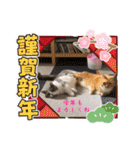 猫のマンチカンスタンプ（個別スタンプ：6）