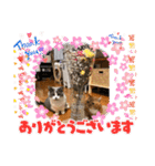 猫のマンチカンスタンプ（個別スタンプ：16）