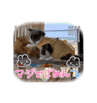 猫のマンチカンスタンプ（個別スタンプ：20）