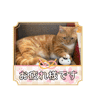 猫のマンチカンスタンプ（個別スタンプ：35）