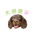 ちゃおもか（個別スタンプ：16）