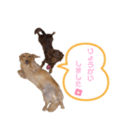 ちゃおもか（個別スタンプ：17）