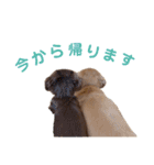 ちゃおもか（個別スタンプ：19）