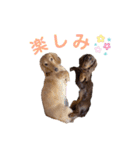 ちゃおもか（個別スタンプ：23）