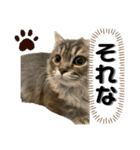 うちの猫猫スタンプさん（個別スタンプ：2）
