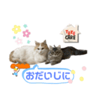 うちの猫猫スタンプさん（個別スタンプ：3）